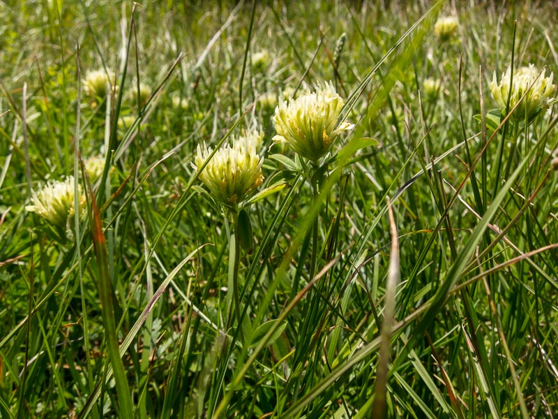 Trifolium ochroleucon / Trifoglio bianco giallo